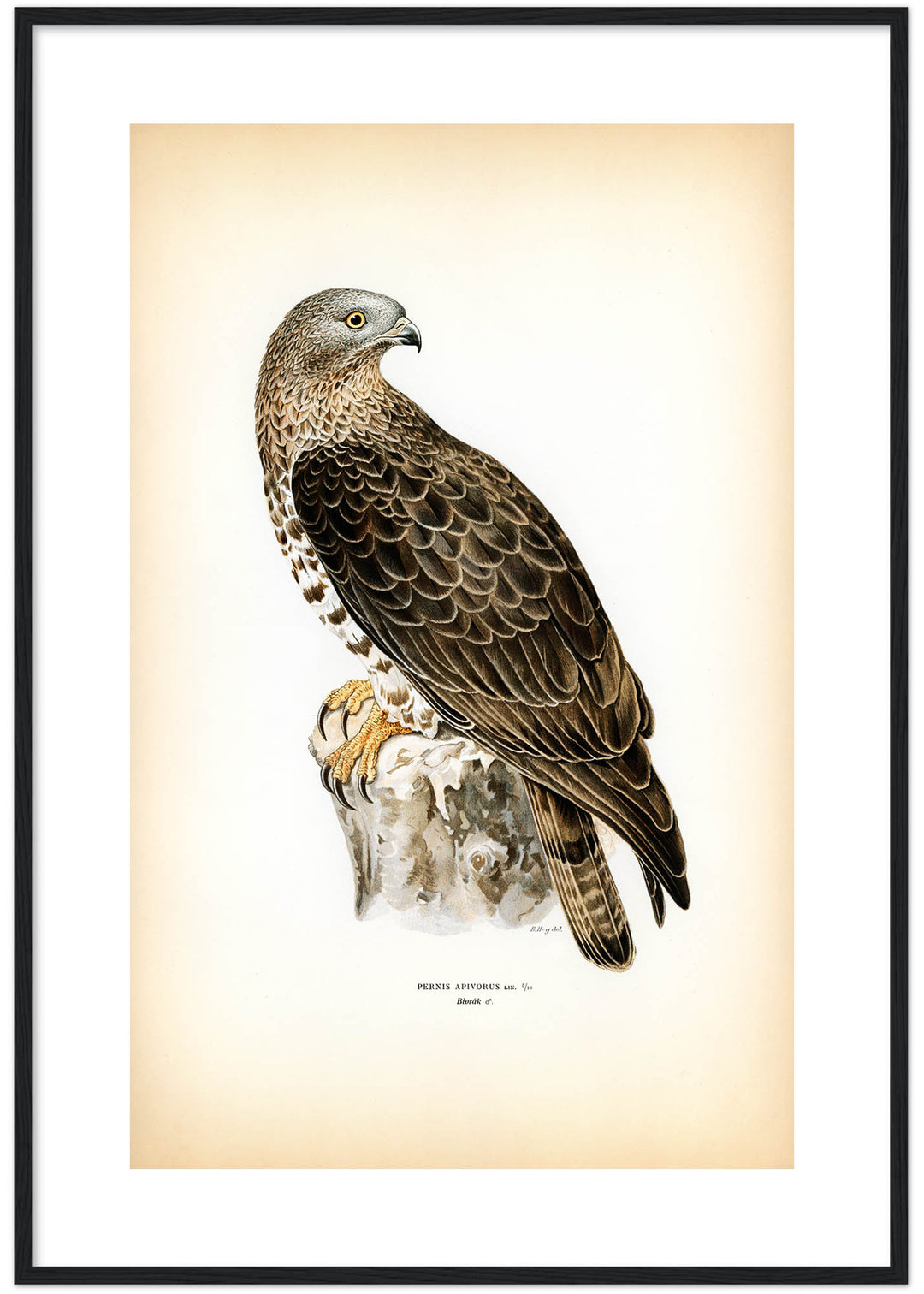 Fågeln Bivråk på klassisk vintage poster/affisch