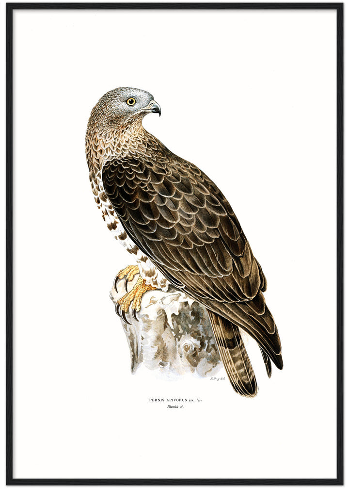 Fågeln Bivråk på klassisk vintage poster/affisch