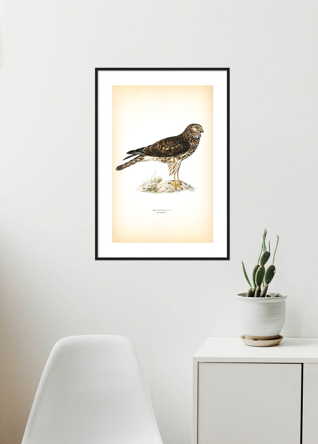 Fågeln Blå kärrhök på klassisk vintage poster/affisch