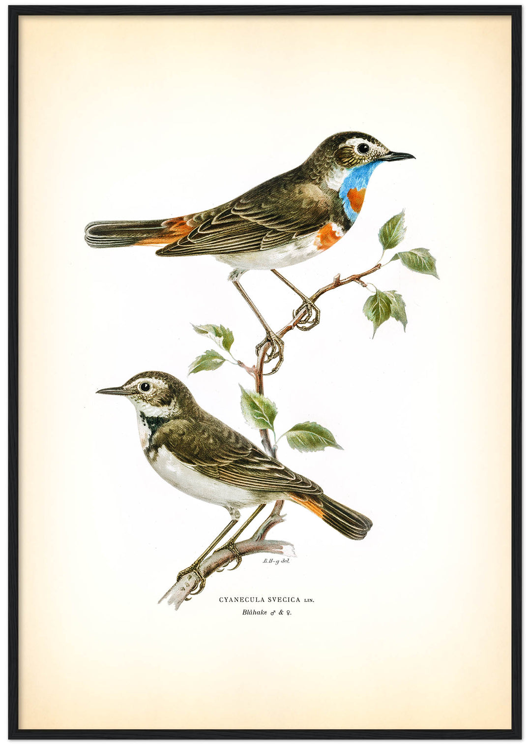 Fågeln Blåhake på klassisk vintage poster/affisch