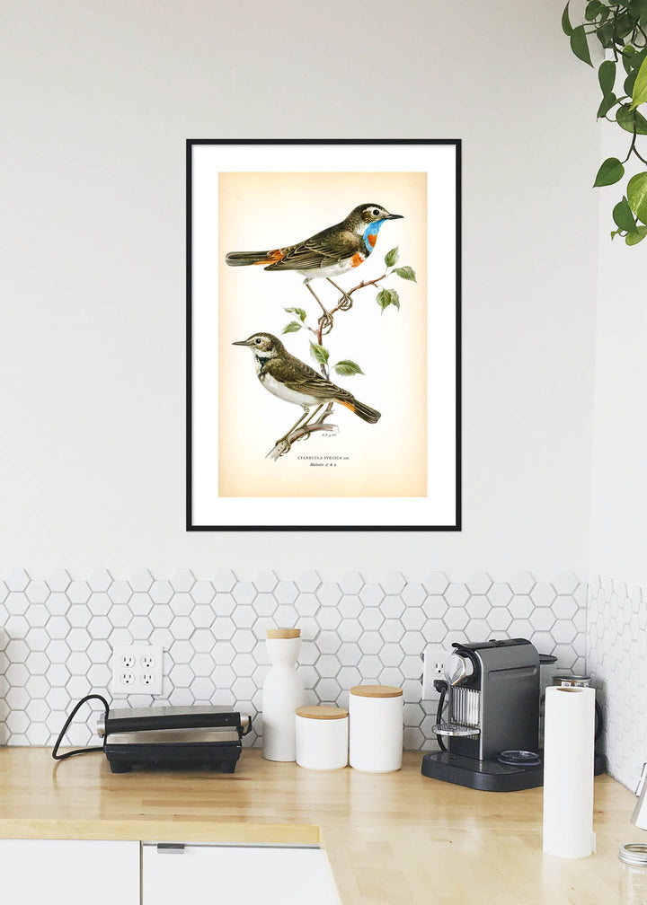 Fågeln Blåhake på klassisk vintage poster/affisch