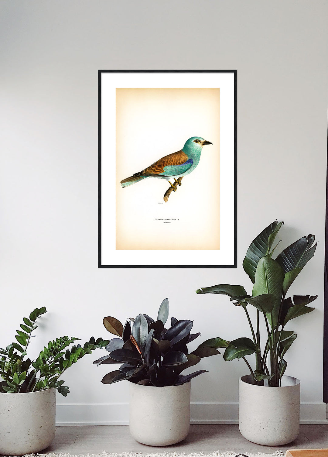 Fågeln Blåkråka på klassisk vintage poster/affisch