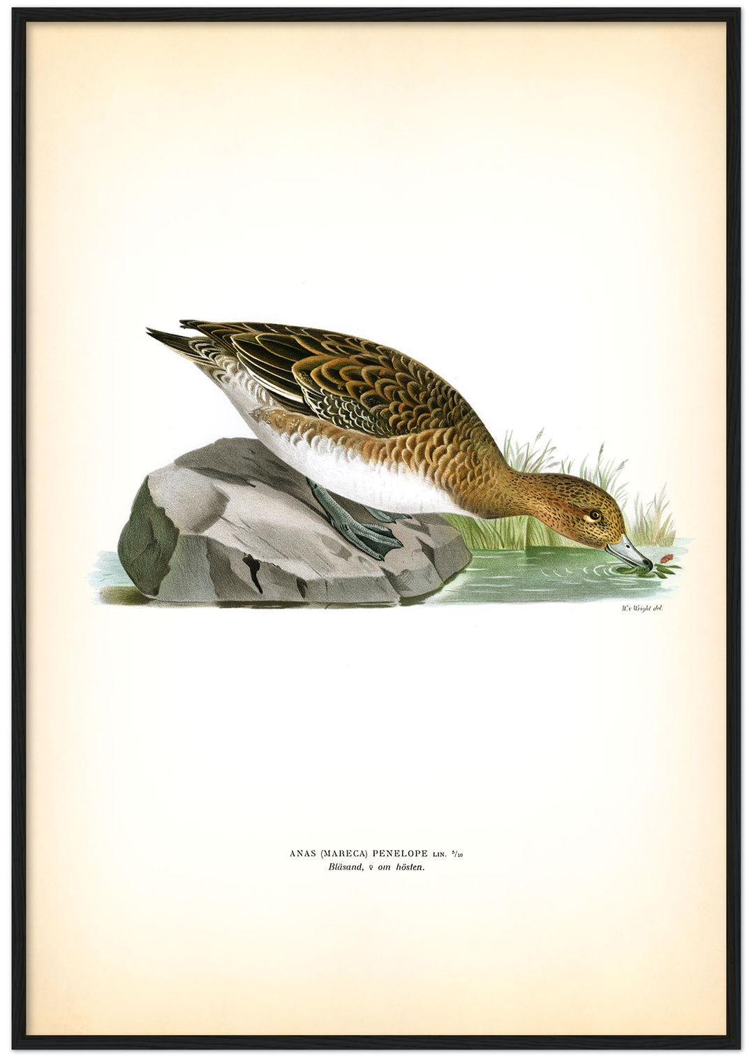 Fågeln Bläsand, hona höst på klassisk vintage poster/affisch