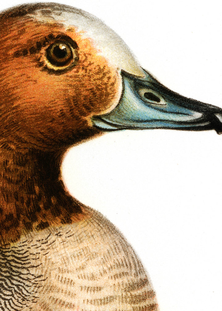 Fågeln Bläsand, praktdräkt på klassisk vintage poster/affisch