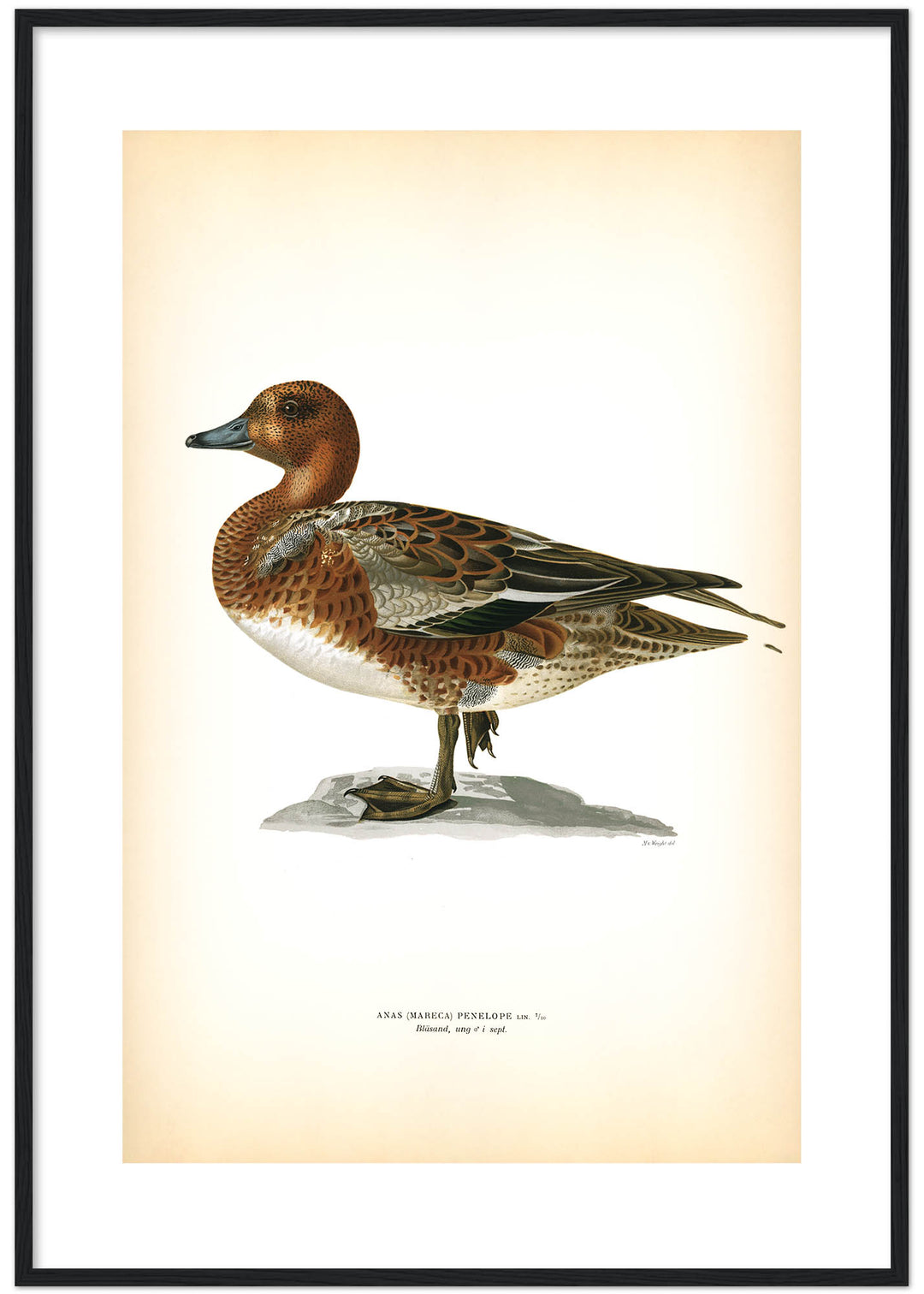 Fågeln Bläsand, ung på klassisk vintage poster/affisch