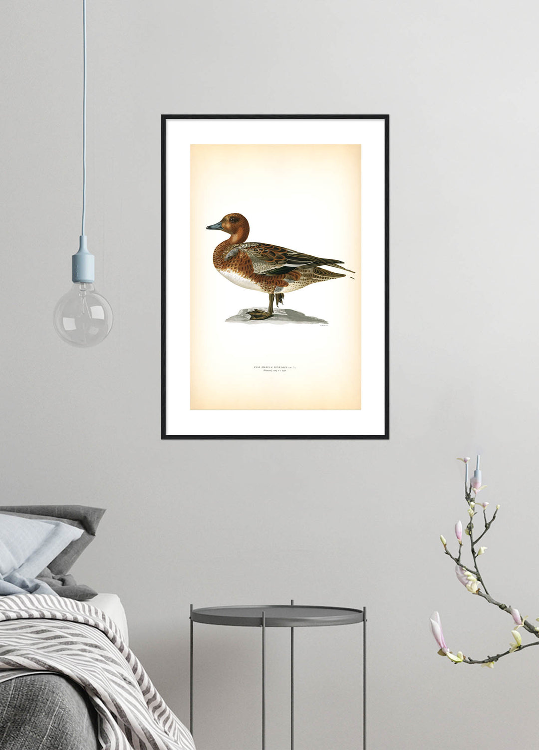 Fågeln Bläsand, ung på klassisk vintage poster/affisch