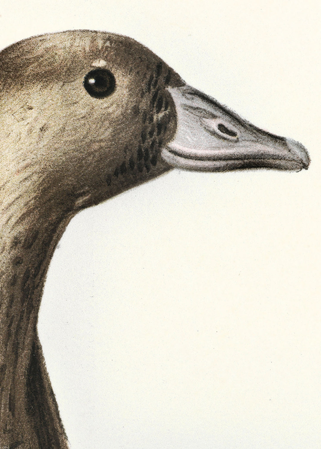 Fågeln Bläsgås, ung på klassisk vintage poster/affisch
