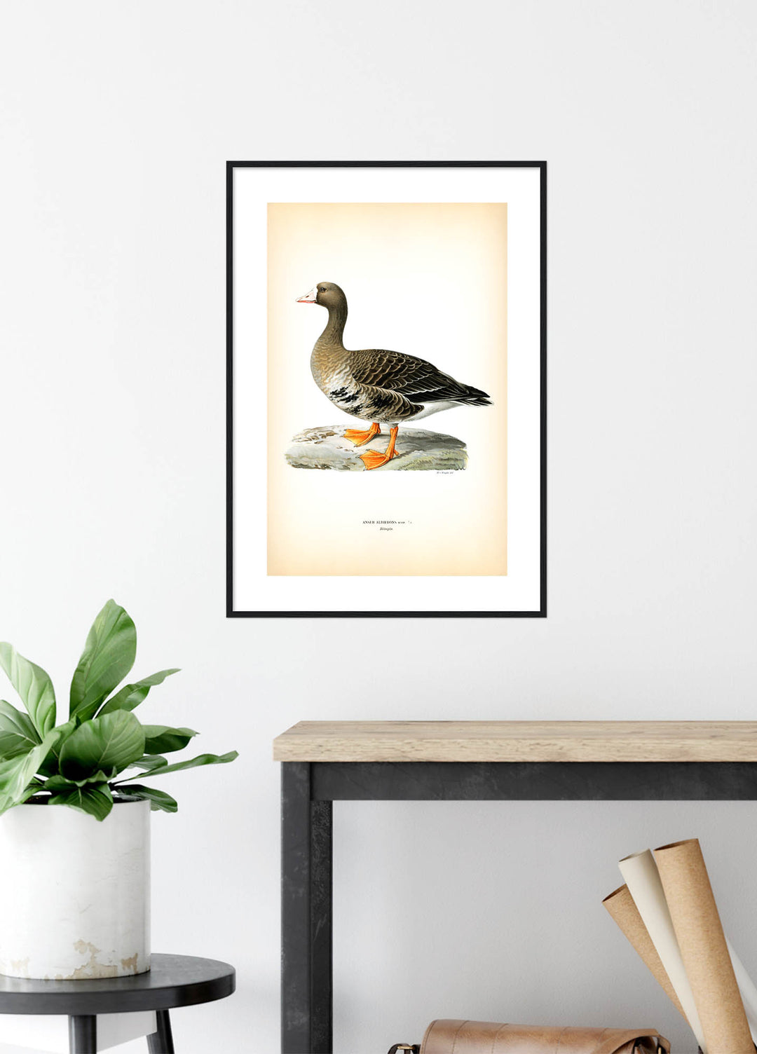 Fågeln Bläsgås på klassisk vintage poster/affisch