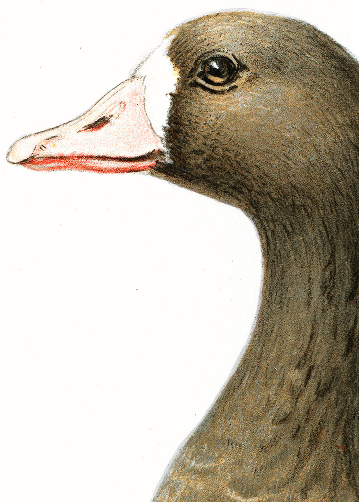 Fågeln Bläsgås på klassisk vintage poster/affisch