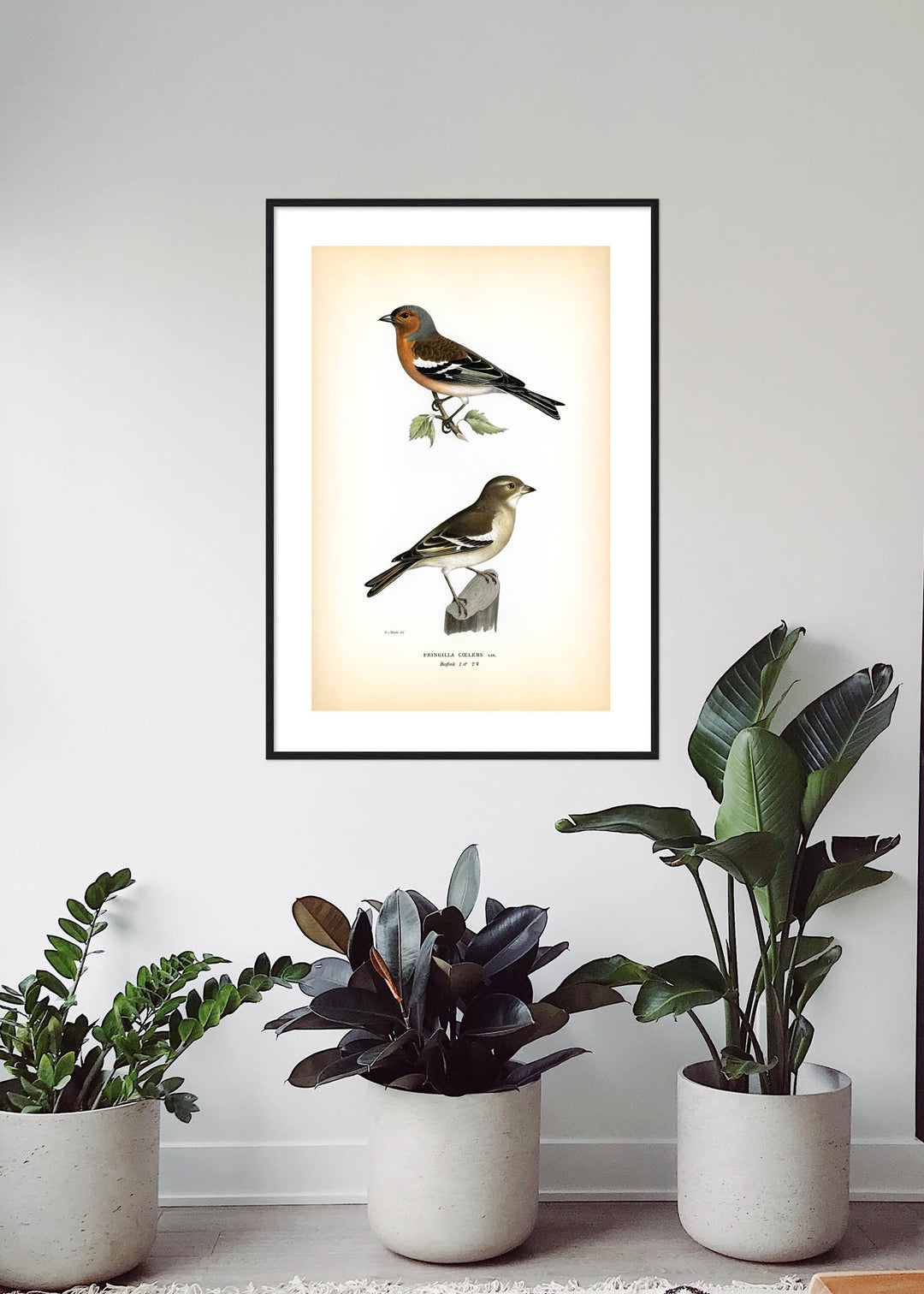 Fågeln Bofink på klassisk vintage poster/affisch