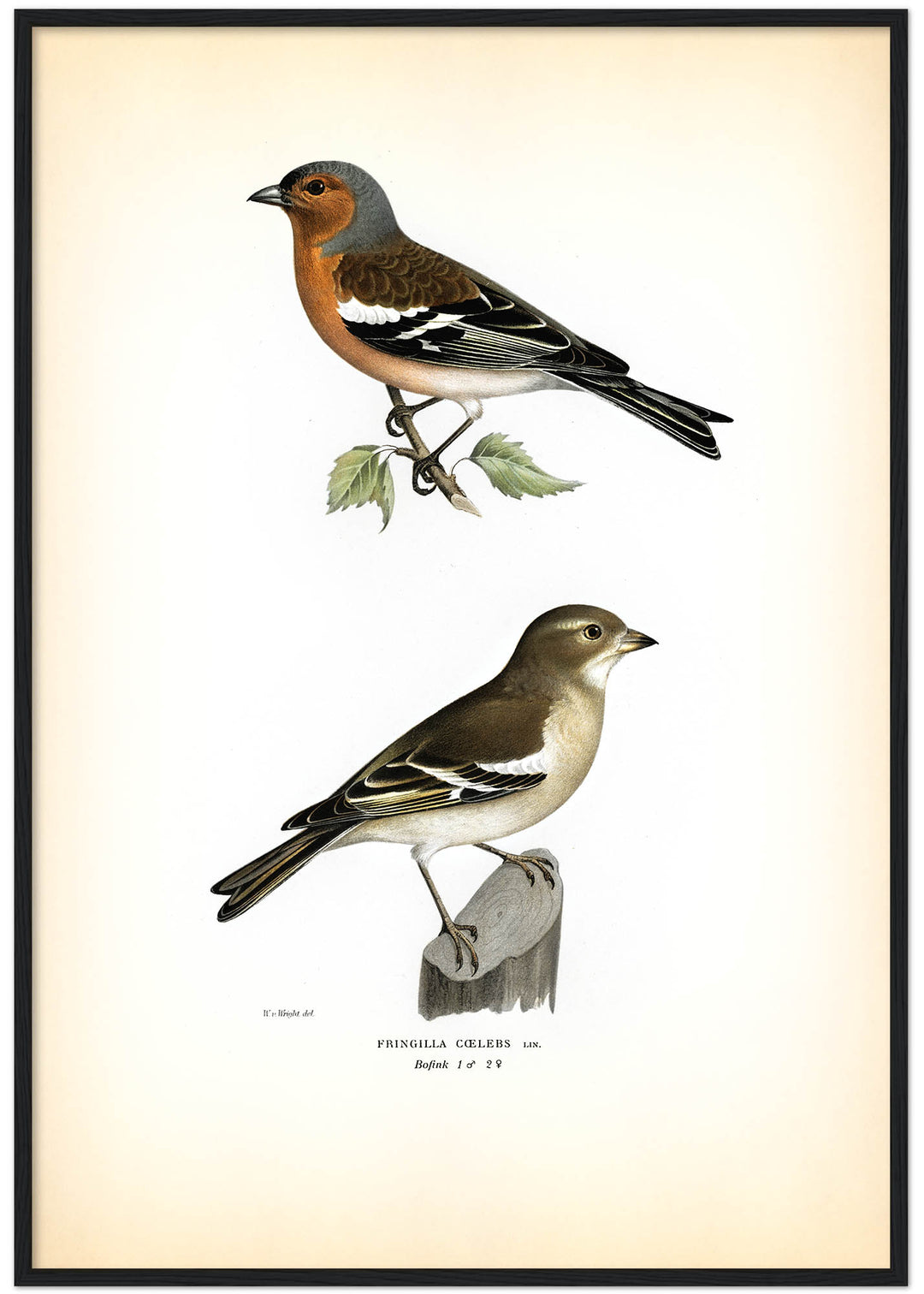Fågeln Bofink på klassisk vintage poster/affisch