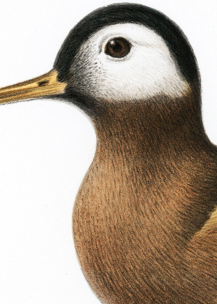 Fågeln Brednäbbad simsnäppa på klassisk vintage poster/affisch