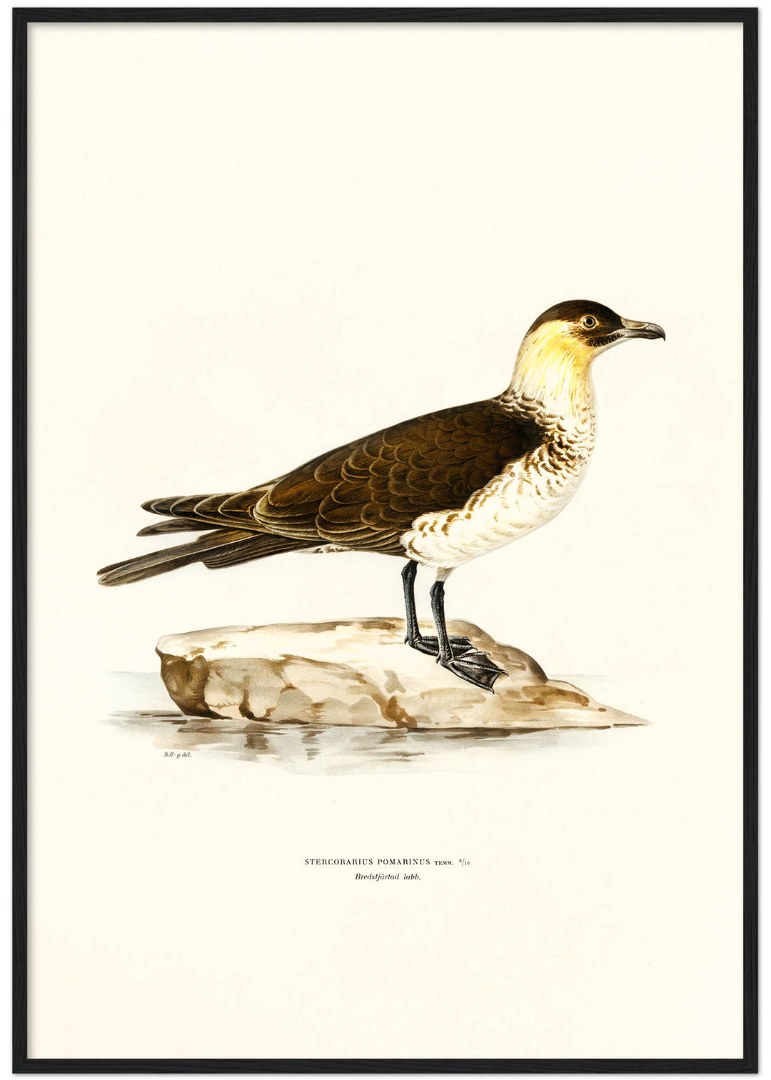 Fågeln Bredstjärtad labb på klassisk vintage poster/affisch