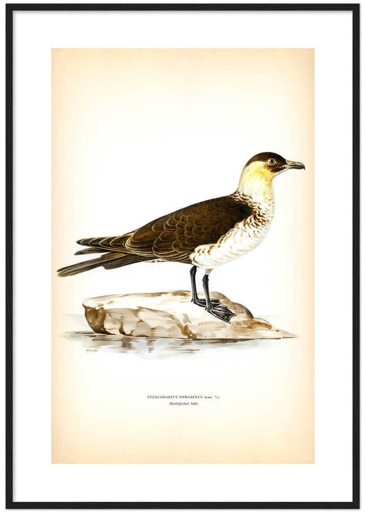 Fågeln Bredstjärtad labb på klassisk vintage poster/affisch