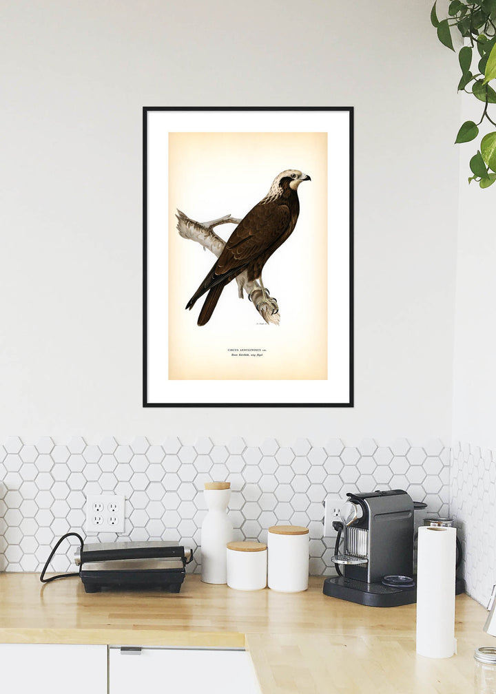 Fågeln Brun kärrhök, ung på klassisk vintage poster/affisch