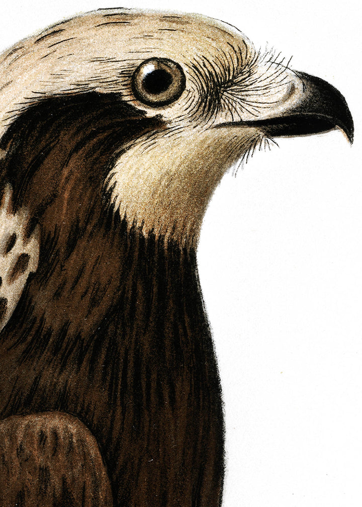 Fågeln Brun kärrhök, ung på klassisk vintage poster/affisch