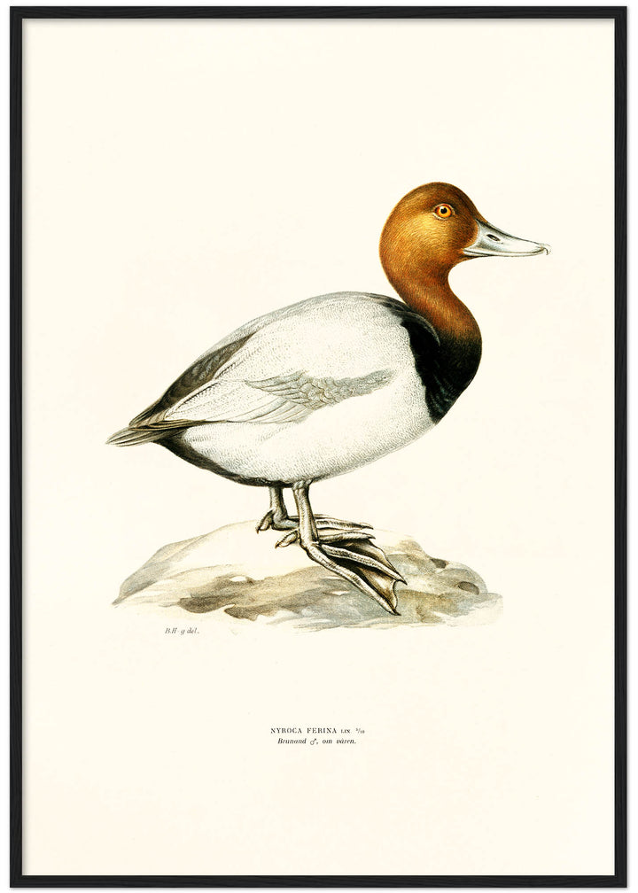 Fågeln Brunand, vår på klassisk vintage poster/affisch