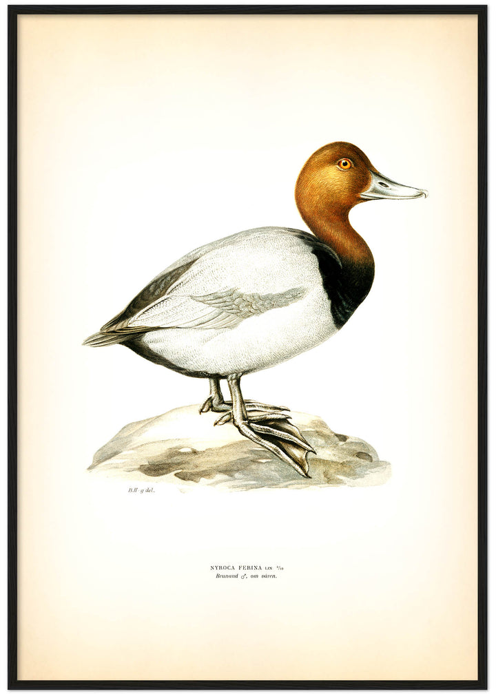 Fågeln Brunand, vår på klassisk vintage poster/affisch