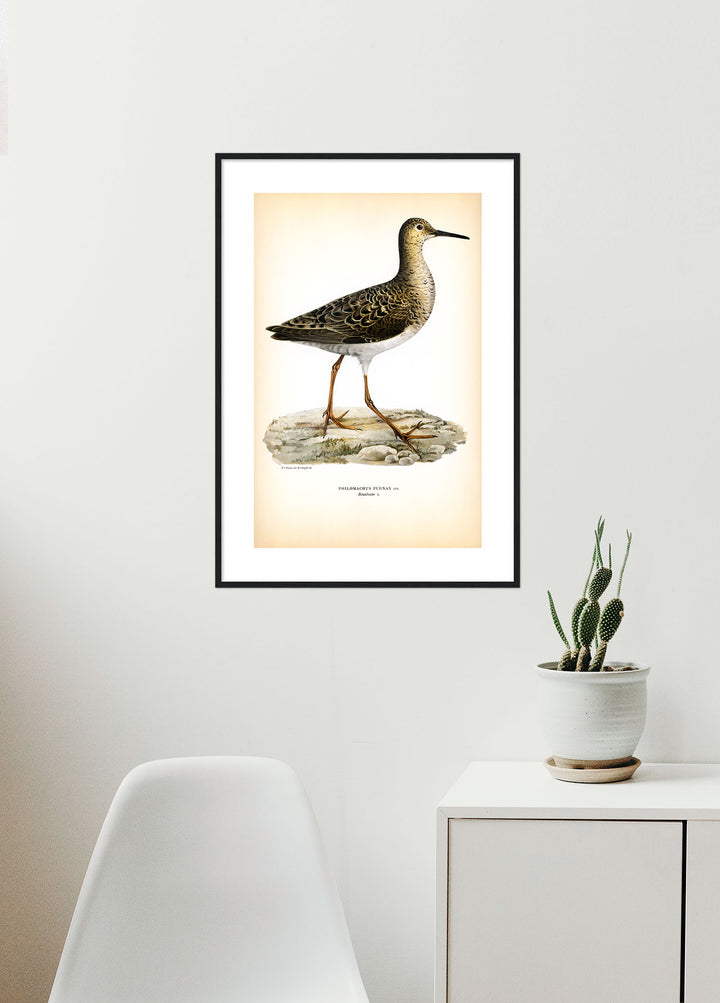 Fågeln Brushane, hona på klassisk vintage poster/affisch