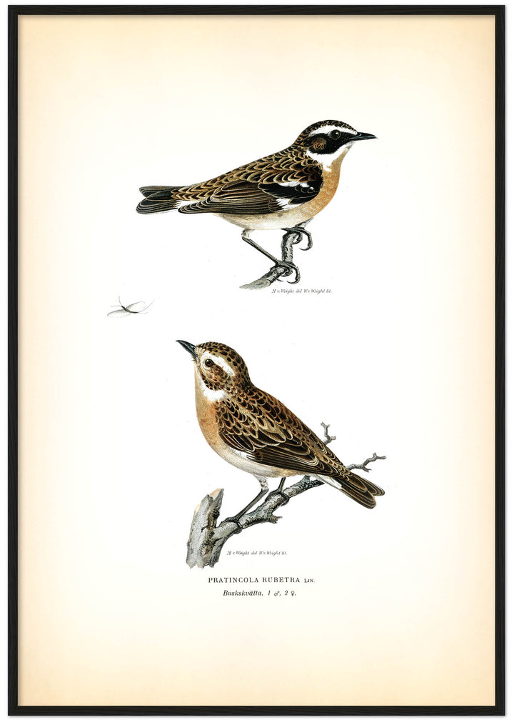 Fågeln Buskskvätta på klassisk vintage poster/affisch