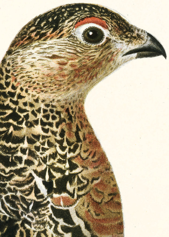Fågeln Dalripa, höst på klassisk vintage poster/affisch
