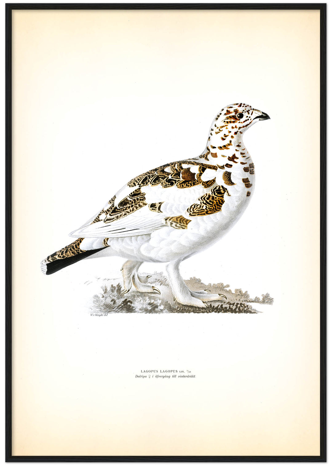 Fågeln Dalripa, övergångsdräkt vinter på klassisk vintage poster/affisch
