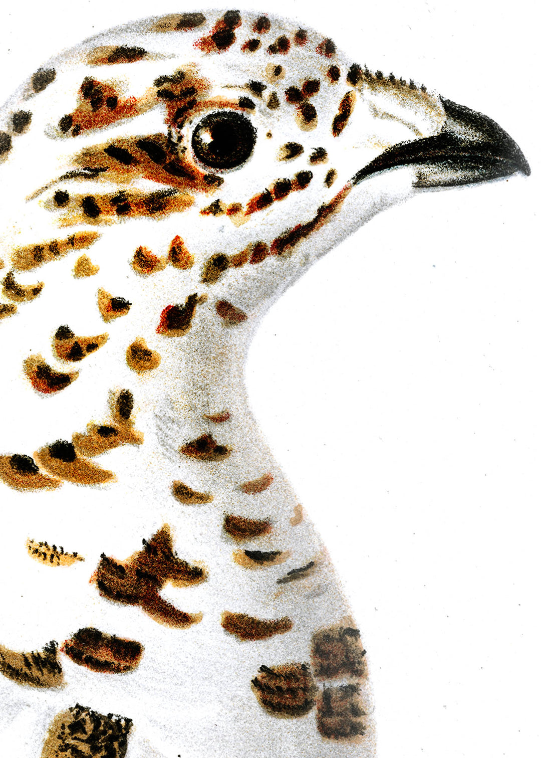 Fågeln Dalripa, övergångsdräkt vinter på klassisk vintage poster/affisch