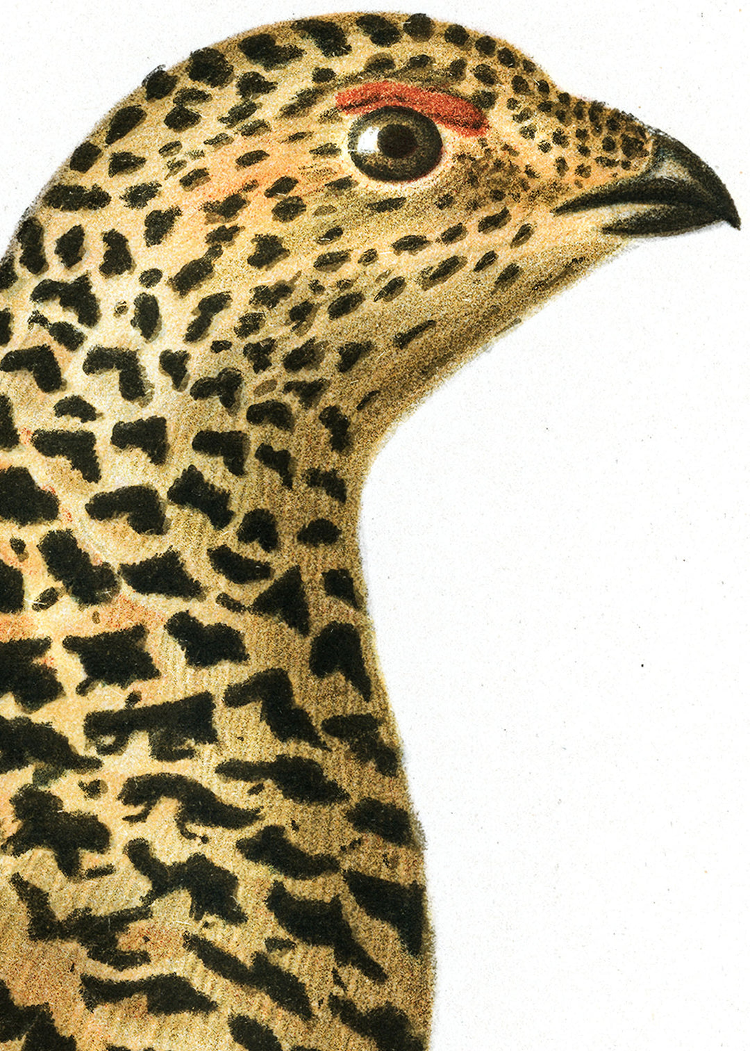 Fågeln Dalripa på klassisk vintage poster/affisch