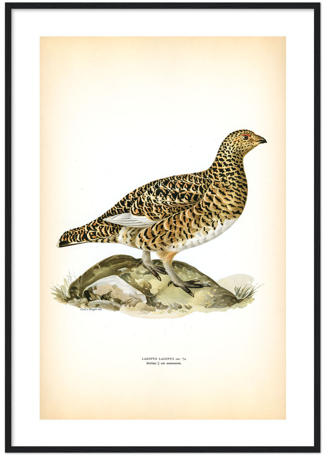 Fågeln Dalripa på klassisk vintage poster/affisch
