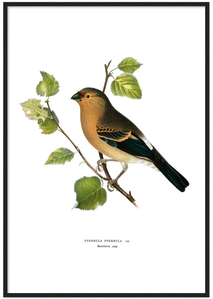 Fågeln Domherre, ung på klassisk vintage poster/affisch