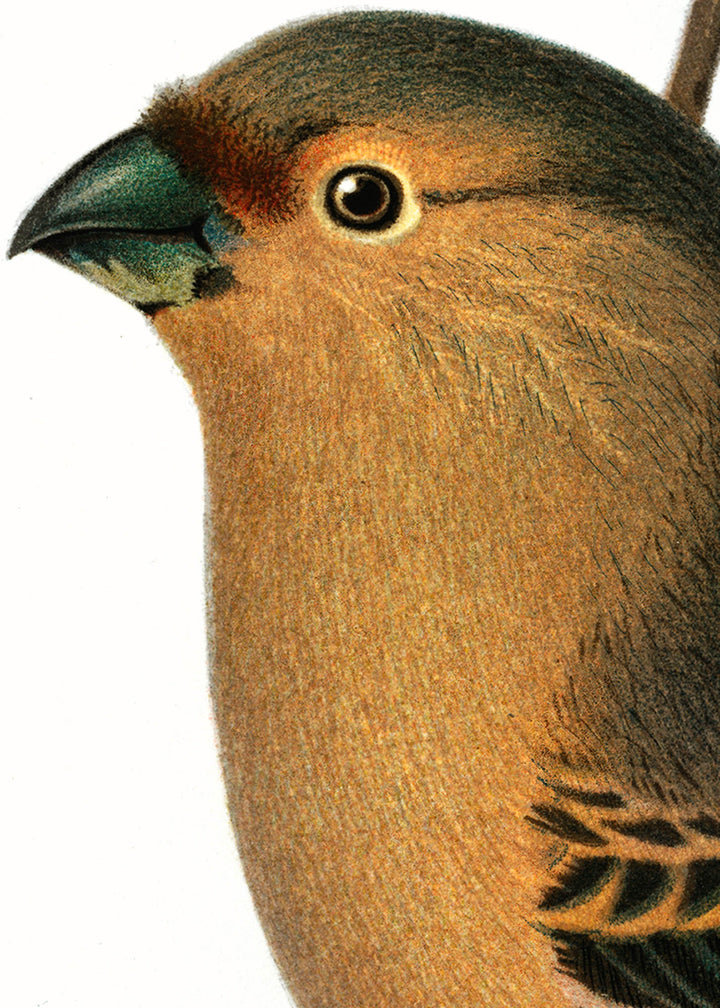 Fågeln Domherre, ung på klassisk vintage poster/affisch