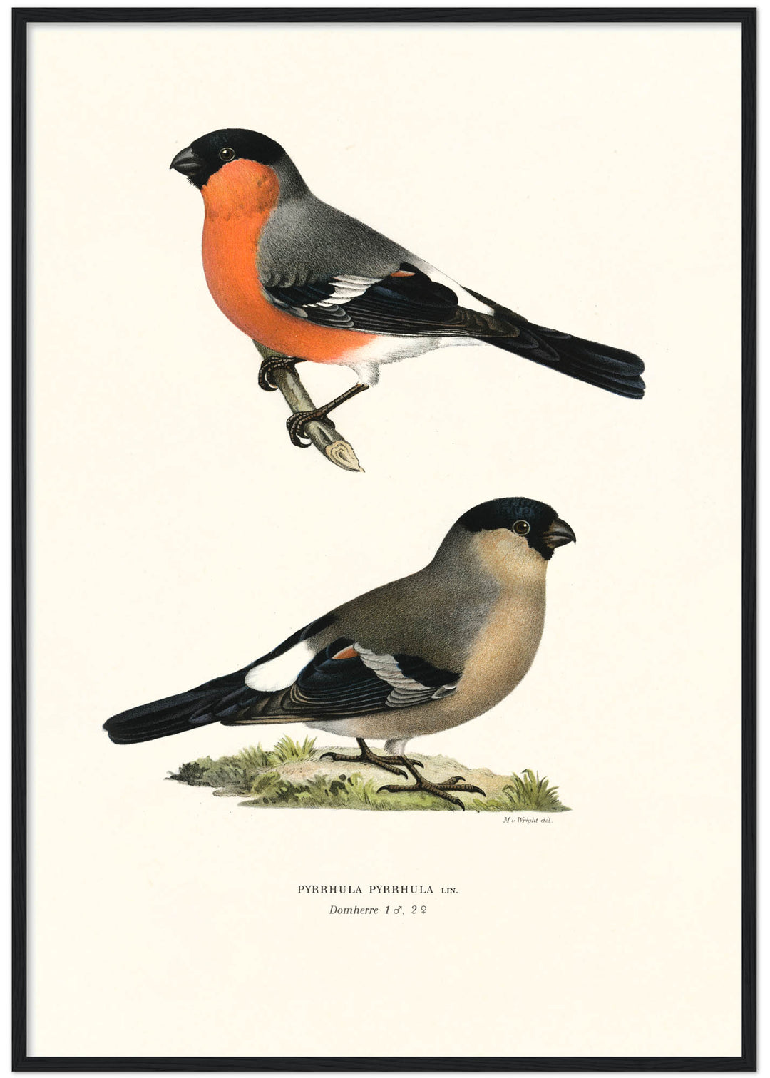 Fågeln Domherre på klassisk vintage poster/affisch