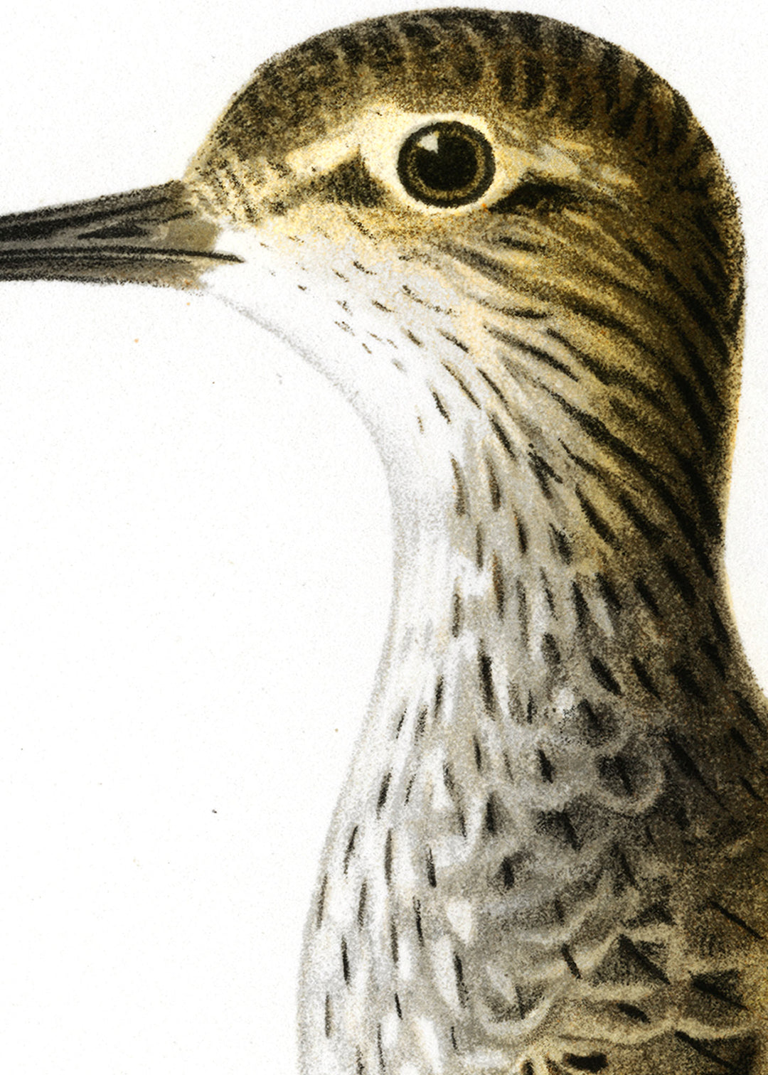 Fågeln Drillsnäppa på klassisk vintage poster/affisch