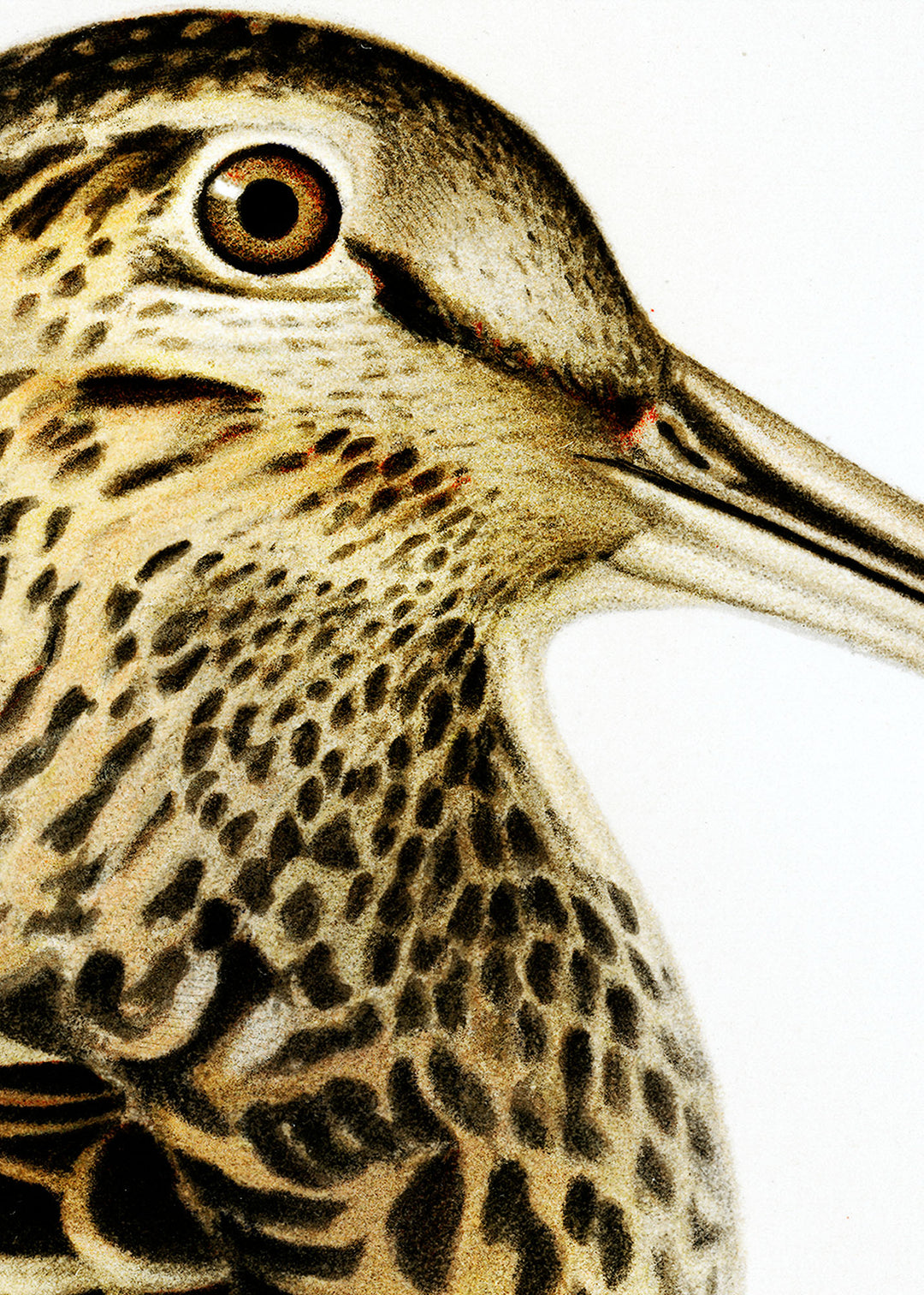 Fågeln Dubbelbeckasin på klassisk vintage poster/affisch