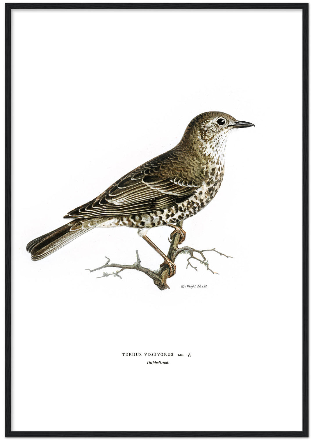 Fågeln Dubbeltrast på klassisk vintage poster/affisch
