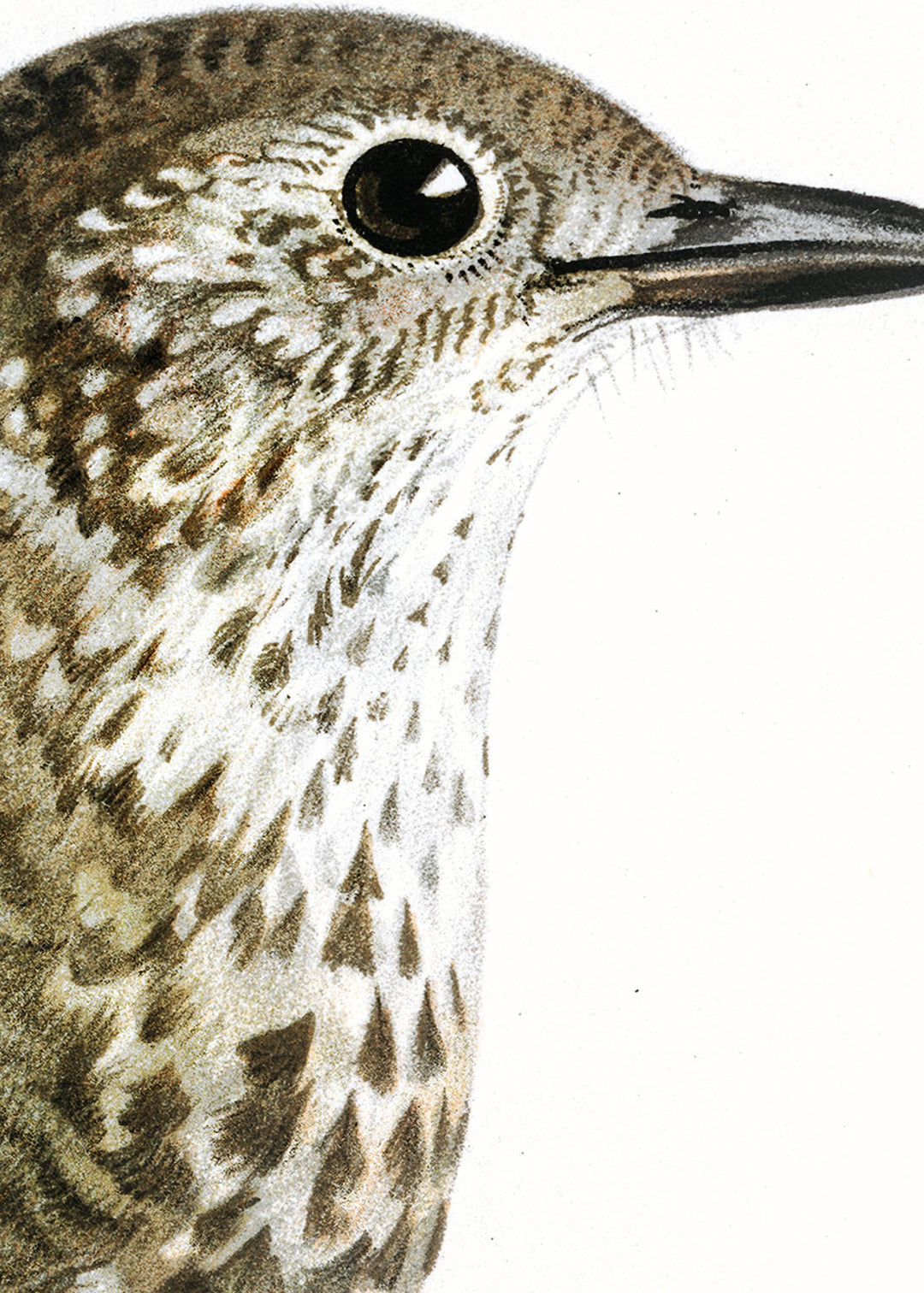 Fågeln Dubbeltrast på klassisk vintage poster/affisch