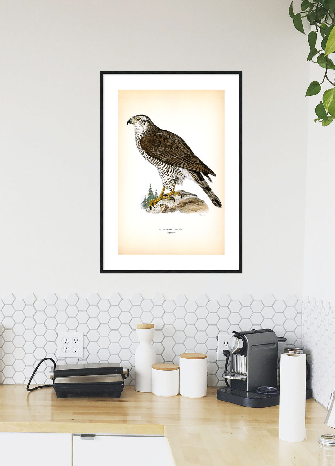 Fågeln Dufhök på klassisk vintage poster/affisch
