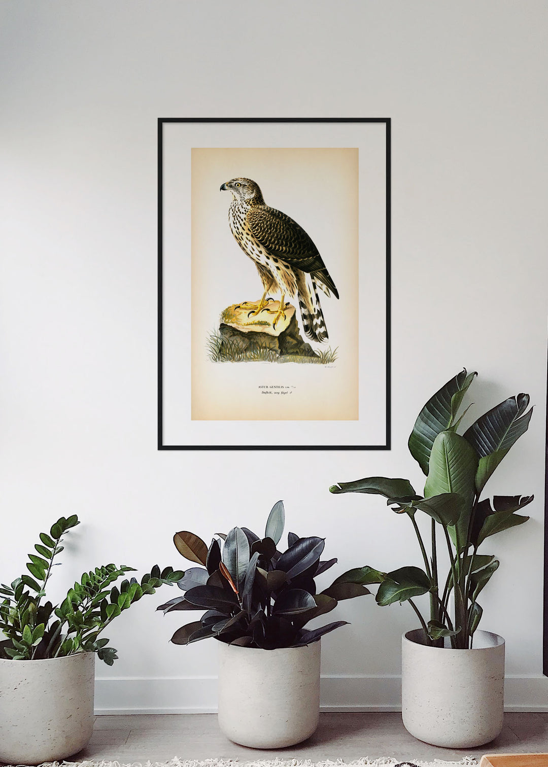 Fågeln Dufhök, ung hona på klassisk vintage poster/affisch