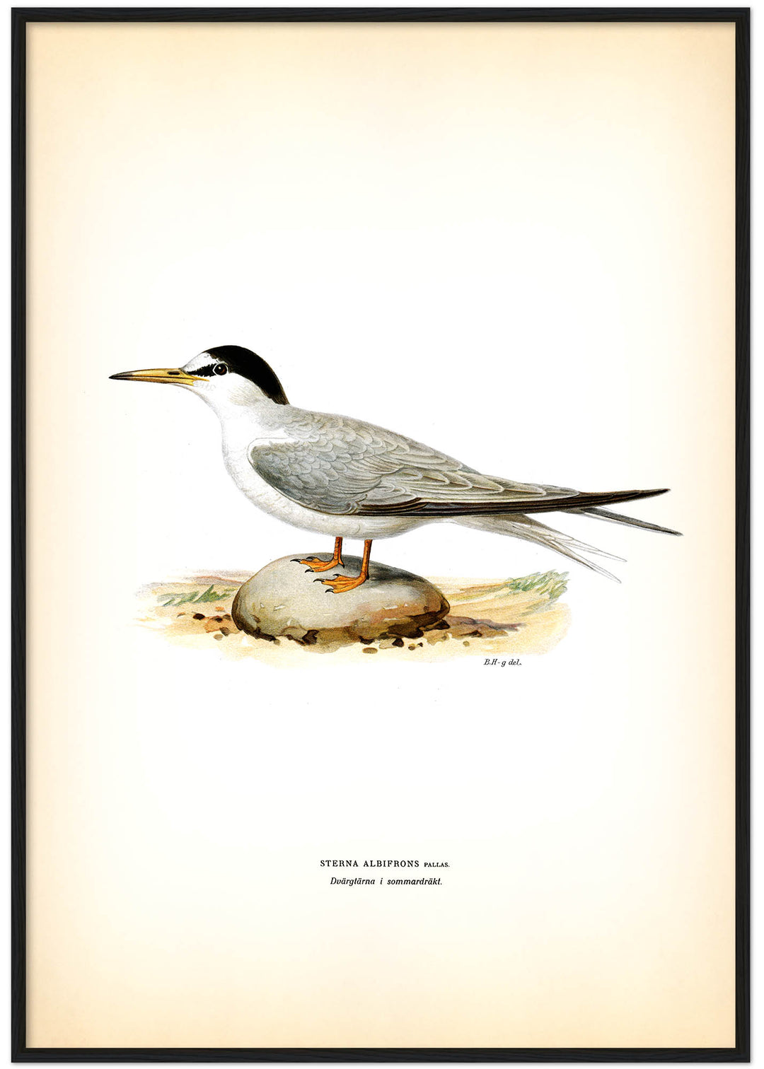 Fågeln Dvärgtärna, sommar på klassisk vintage poster/affisch