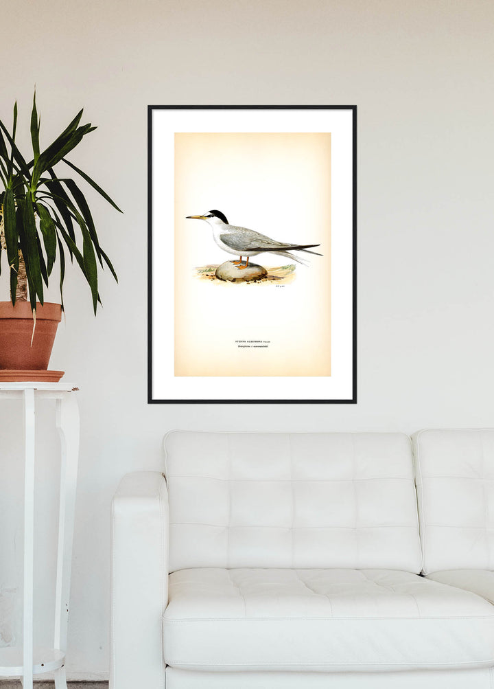 Fågeln Dvärgtärna, sommar på klassisk vintage poster/affisch