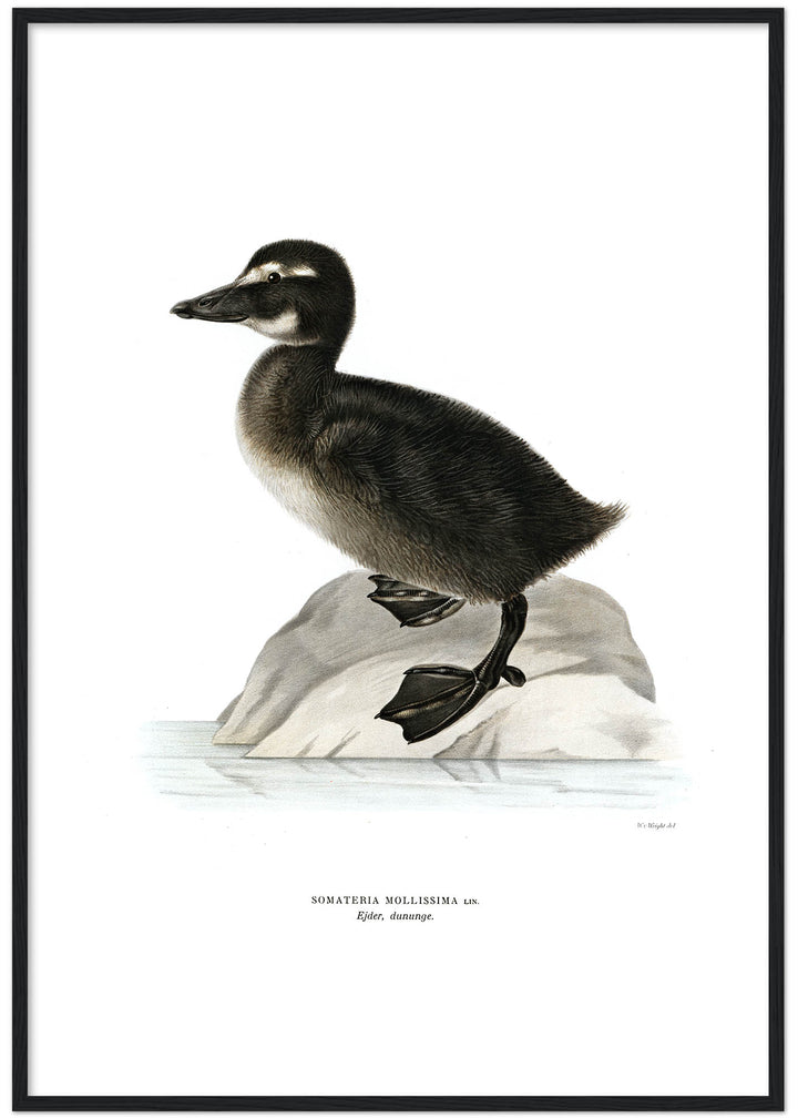 Fågeln Ejder, dununge på klassisk vintage poster/affisch
