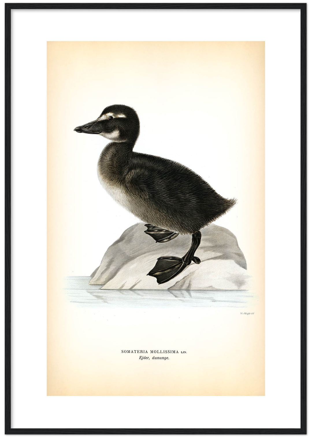 Fågeln Ejder, dununge på klassisk vintage poster/affisch