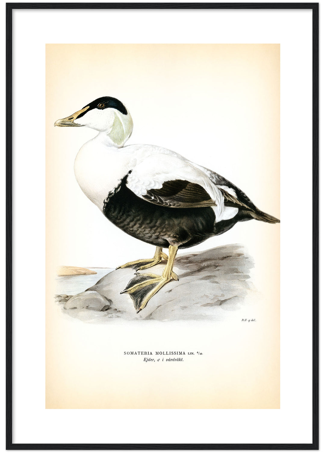 Fågeln Ejder, vårdräkt på klassisk vintage poster/affisch