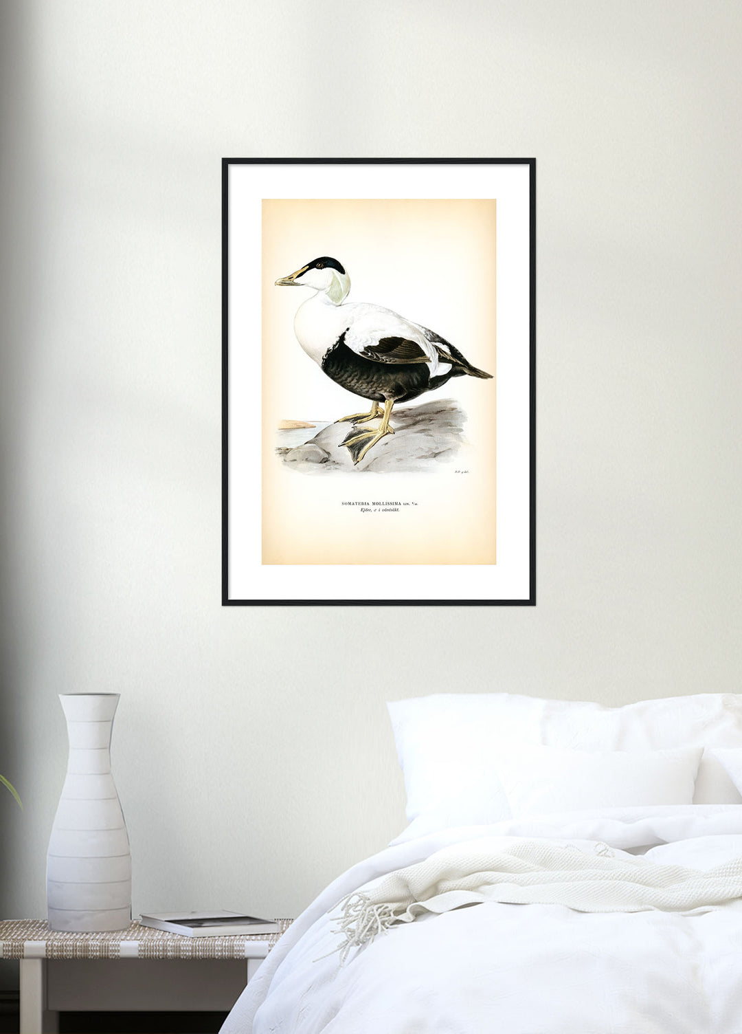 Fågeln Ejder, vårdräkt på klassisk vintage poster/affisch