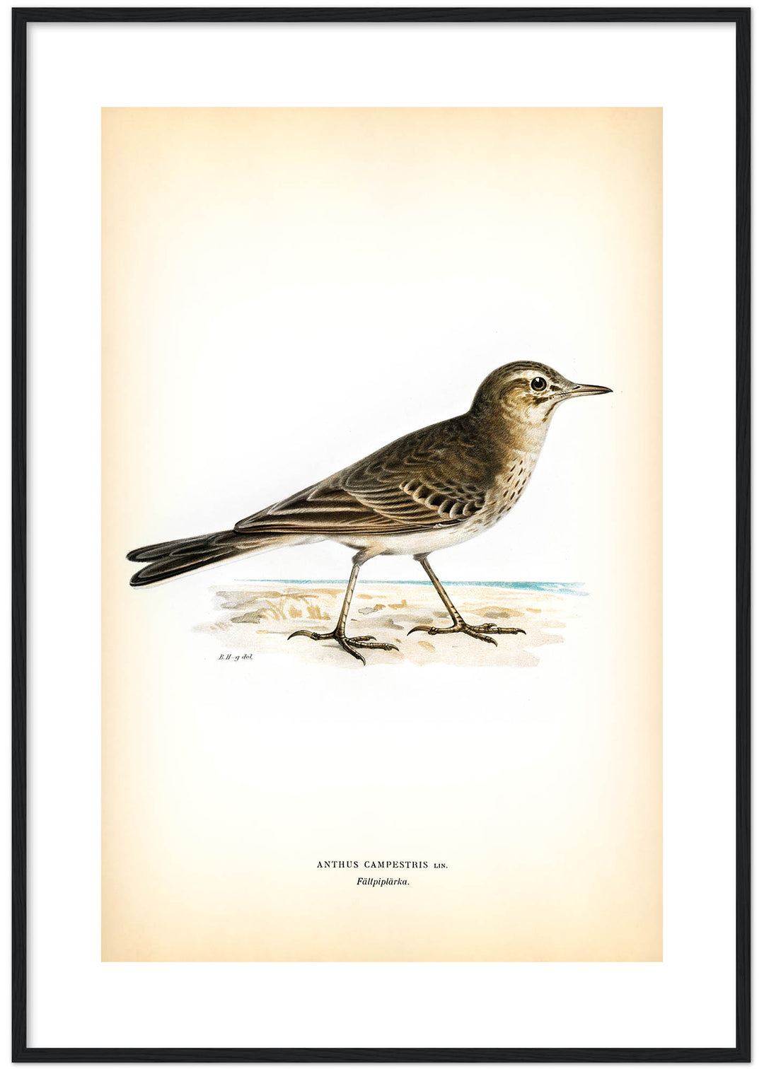 Fågeln Fältpiplärka på klassisk vintage poster/affisch