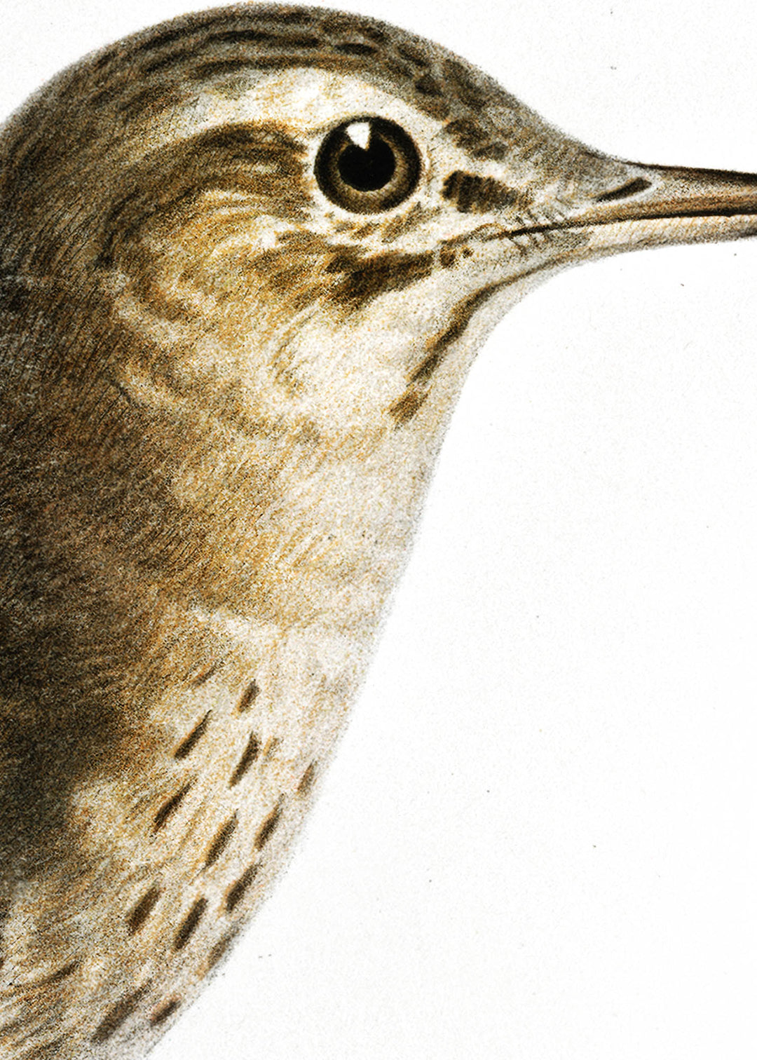 Fågeln Fältpiplärka på klassisk vintage poster/affisch