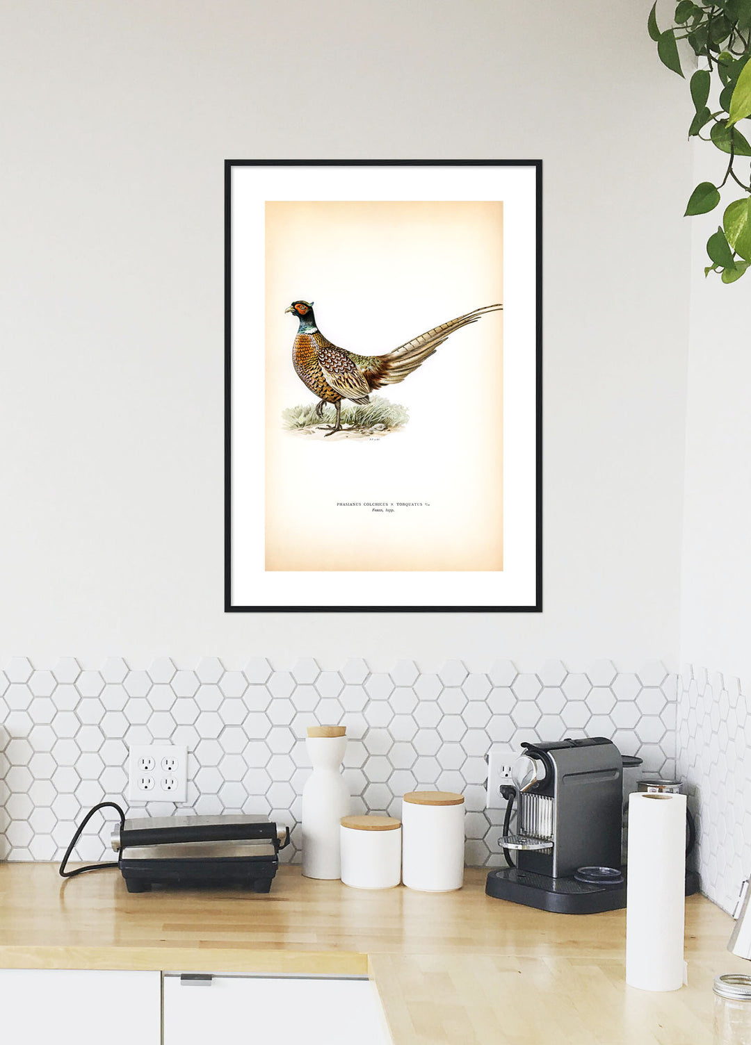 Fågeln Fasan, tupp på klassisk vintage poster/affisch