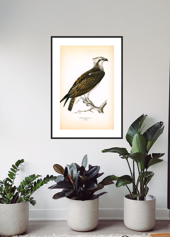 Fågeln Fiskgjuse på klassisk vintage poster/affisch