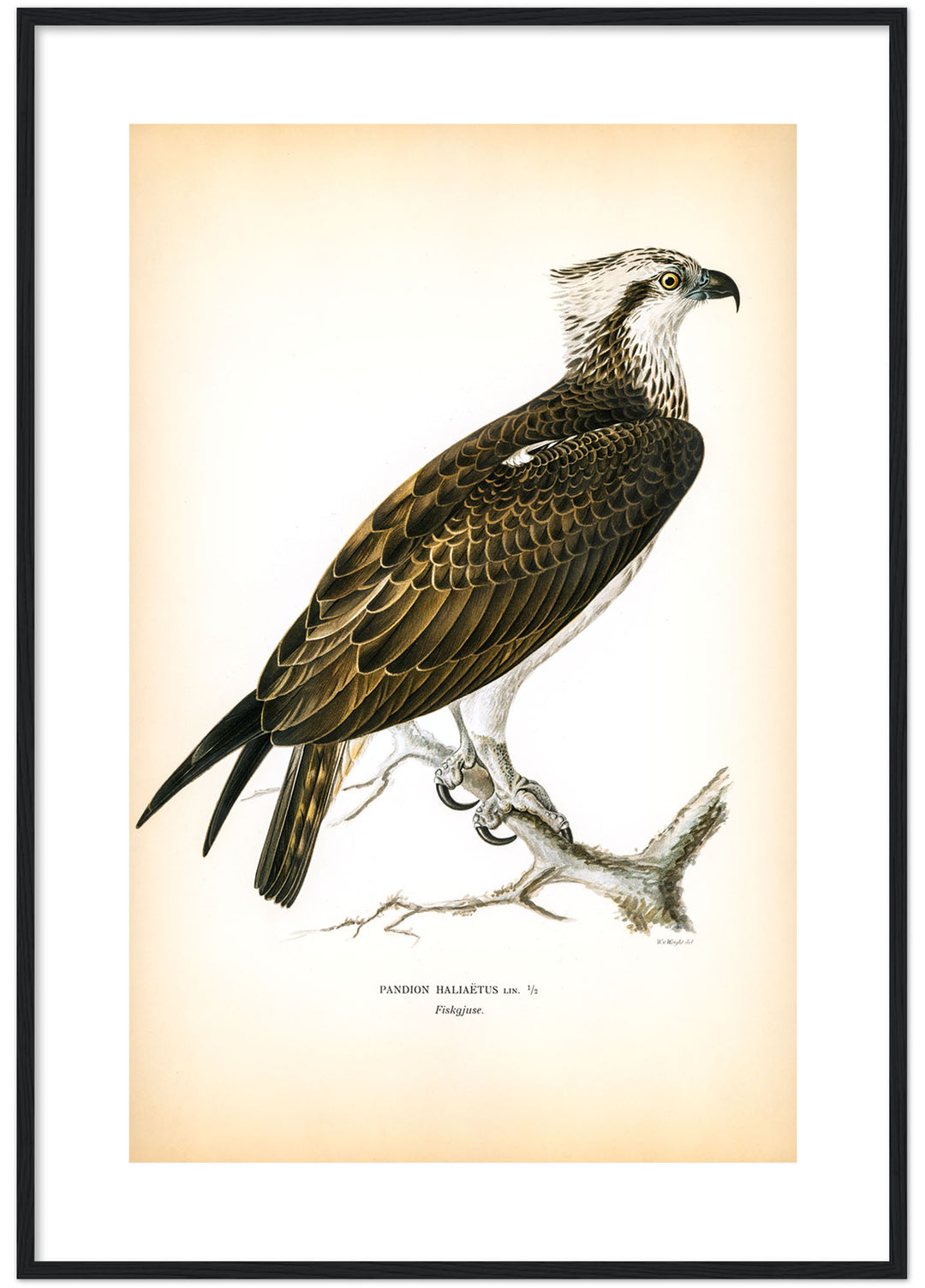 Fågeln Fiskgjuse på klassisk vintage poster/affisch