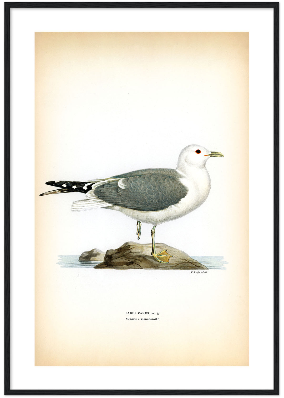 Fågeln Fiskmås, sommar på klassisk vintage poster/affisch